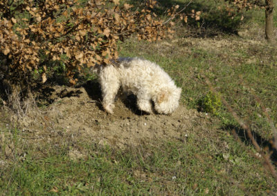 Cane alla ricerca di Tuber melanosporum Vittad.