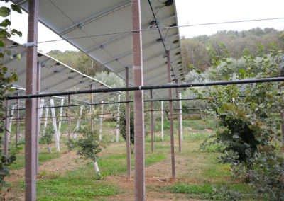 Impianto fotovoltaico in una giovane tartufaia coltivata di Tuber aestivum Vittad.