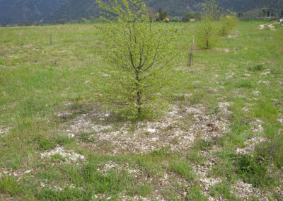 Pianello produttivo di Tuber aestivum Vittad.