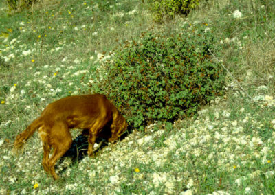 Raccolta di Tuber melanosporum Vittad