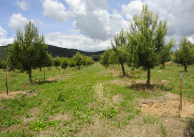 Tartufaia coltivata di Tuben borchii Vittad