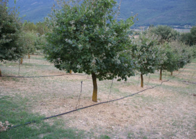 Tartufaia coltivata di Tuber melamosporum Vittad