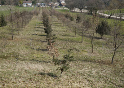 Tartufaia coltivata di Tuber melanoporum Vittad