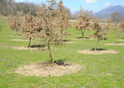 Tartufaia coltivata di Tuber melanosporum Vittad.