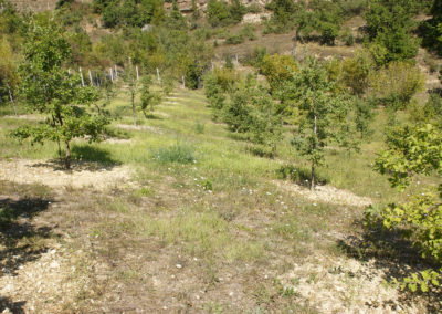 Tartufaia coltivata di Tuber melanospotum Vittad